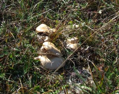 Прикрепленное изображение: DSCF5764.jpg